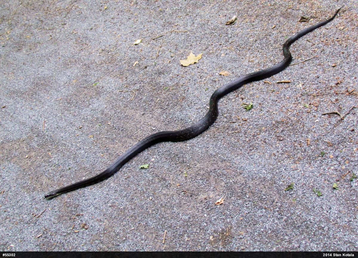 Eastern Ratsnake