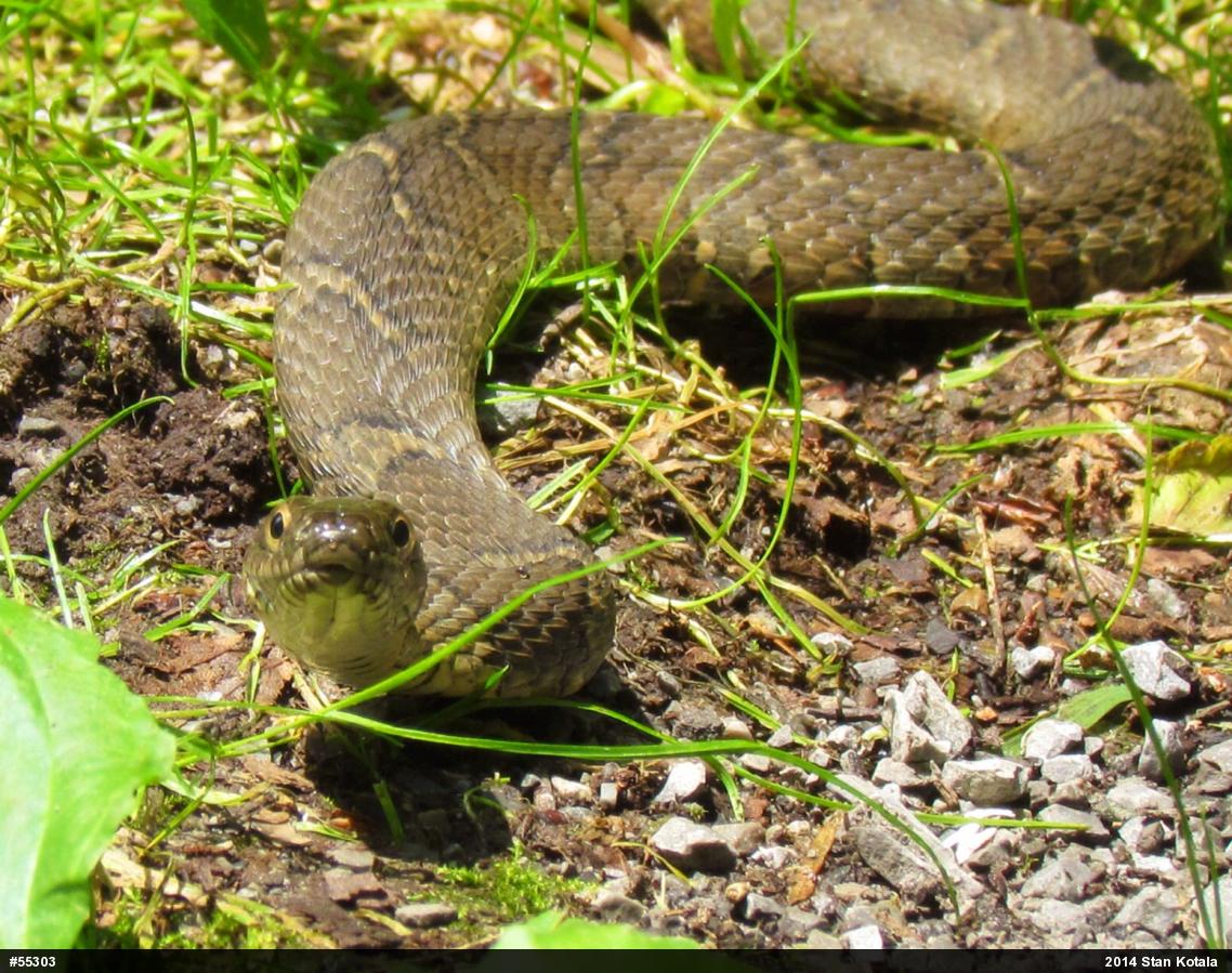 Northern Watersnake