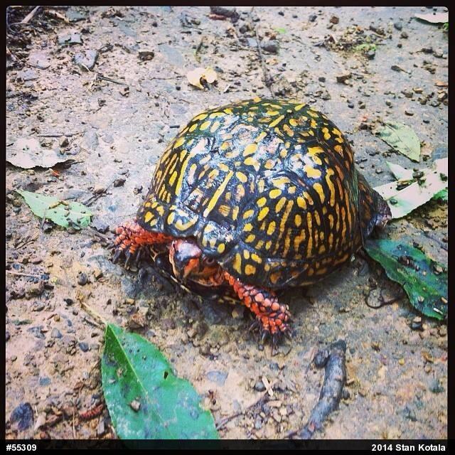 Eastern Box Turtle