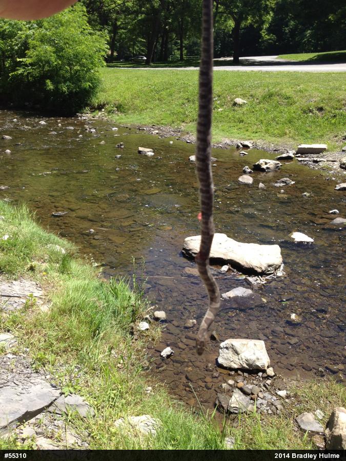 Northern Watersnake