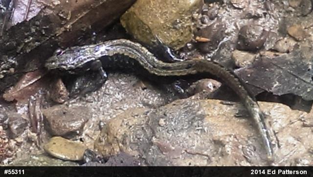 Allegheny Mountain Dusky Salamander