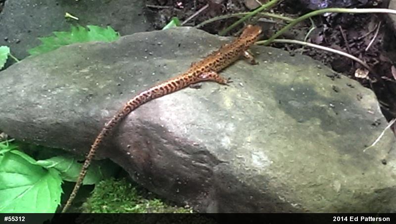 Eastern Long-tailed Salamander