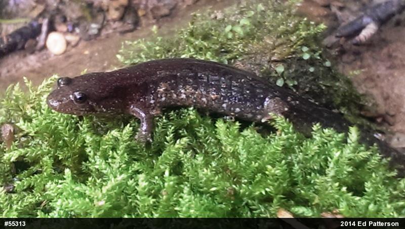 Northern Dusky Salamander