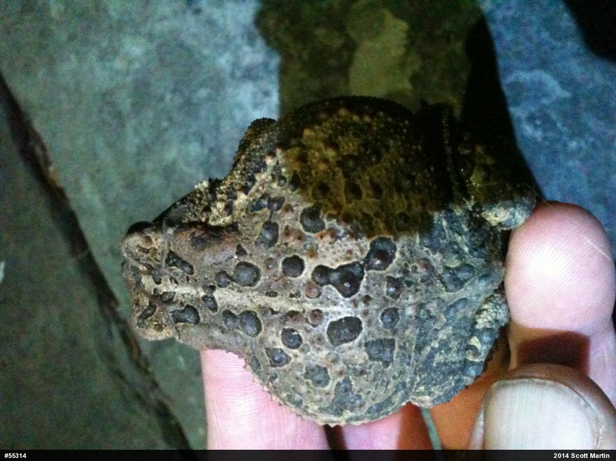Eastern American Toad