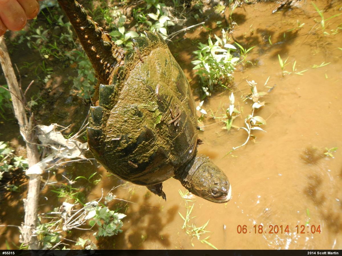 Snapping Turtle