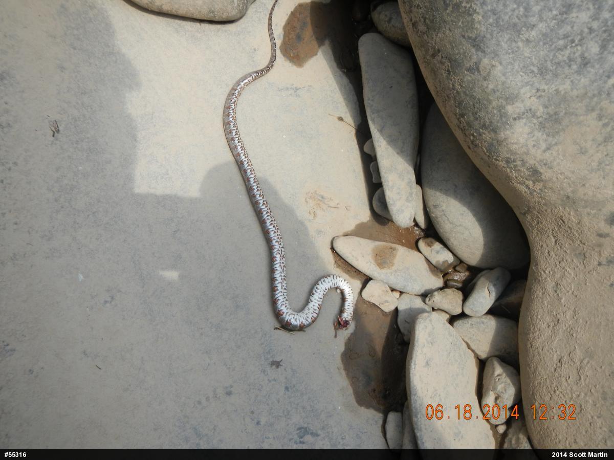 Northern Watersnake