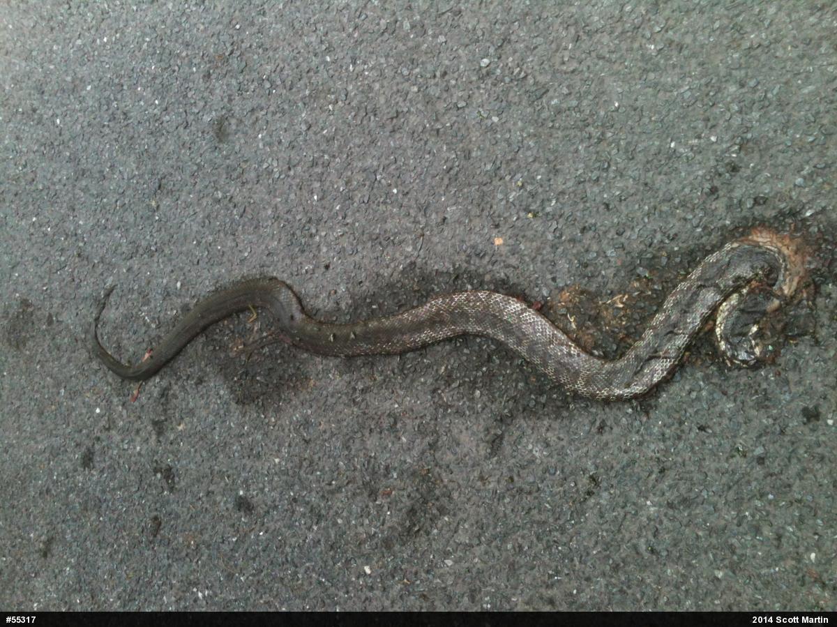 Eastern Ratsnake