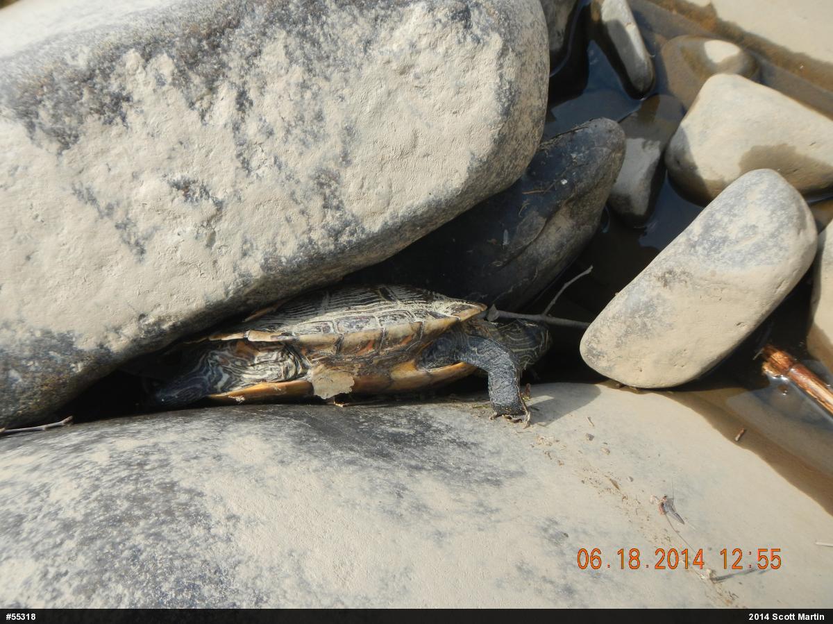 Northern Map Turtle
