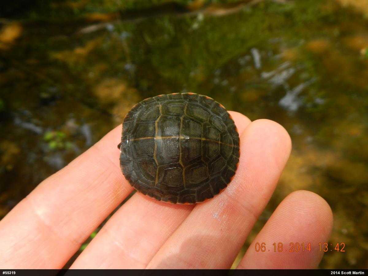 Eastern Painted Turtle
