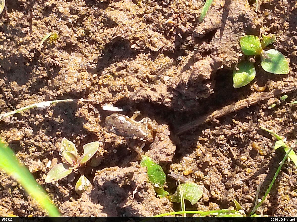 Eastern American Toad