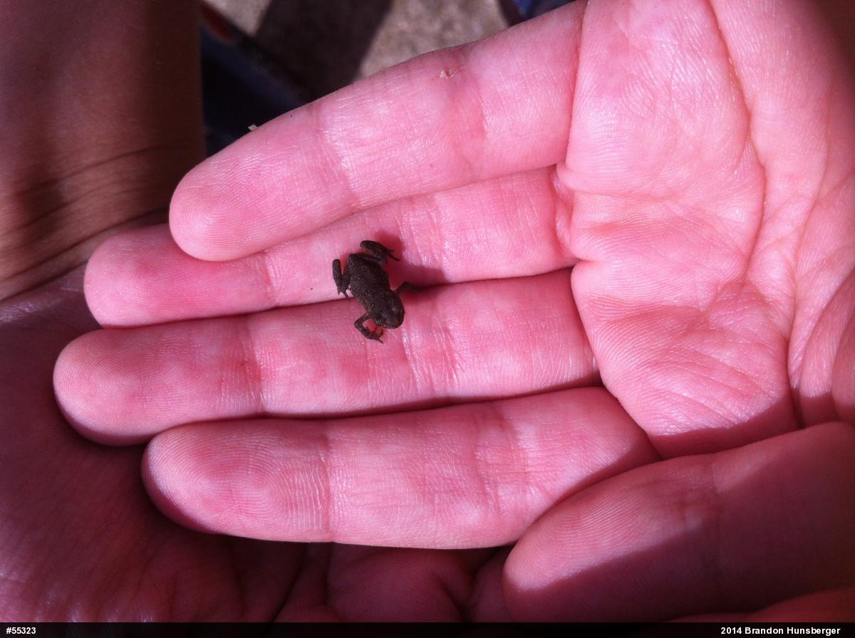 True Toads