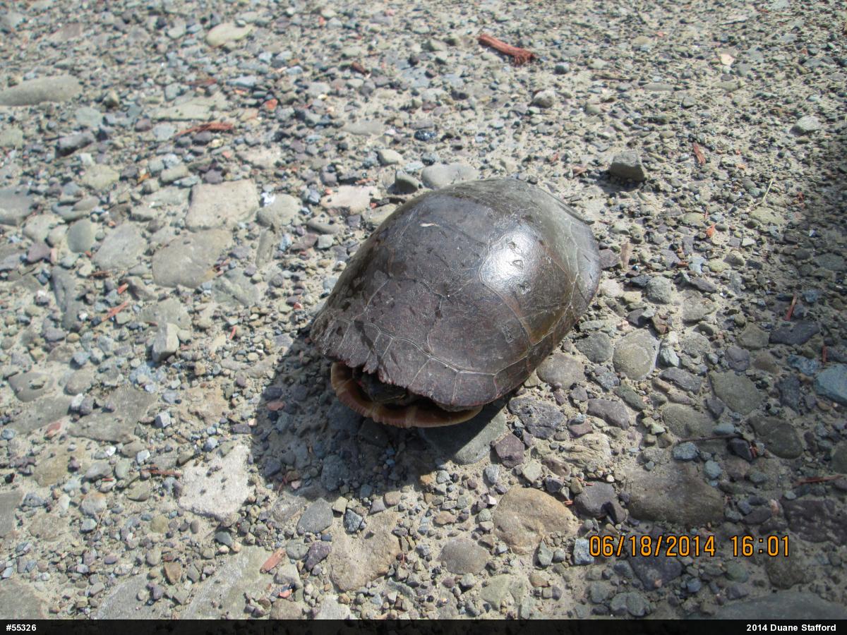 Midland Painted Turtle