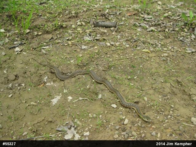Eastern Gartersnake