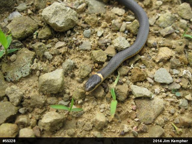Northern Ring-necked Snake