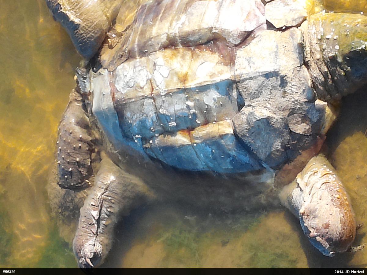 Snapping Turtle