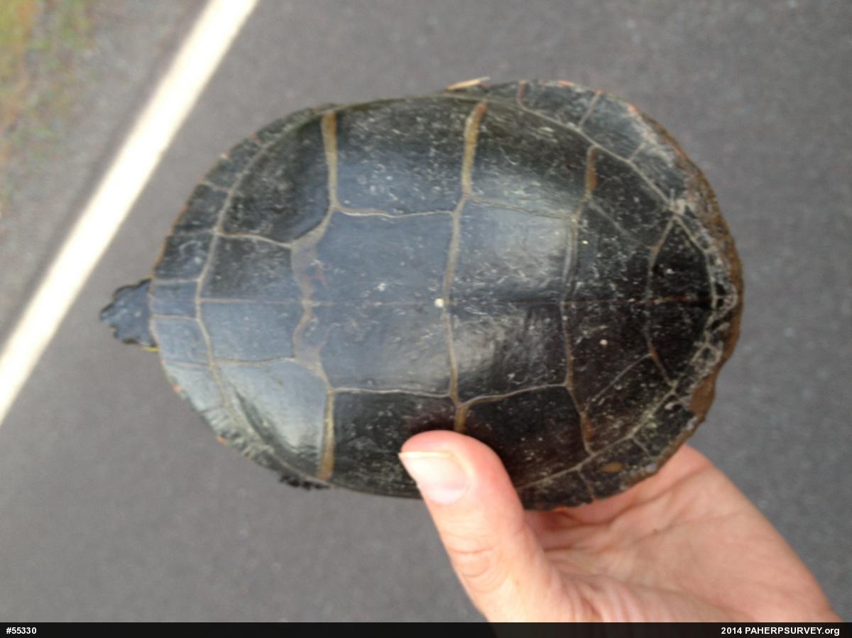 Eastern Painted Turtle