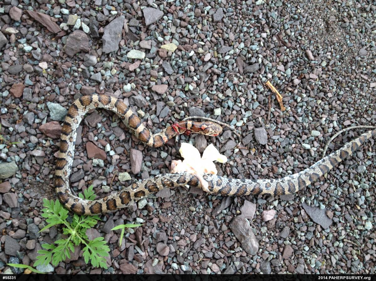 Eastern Milksnake