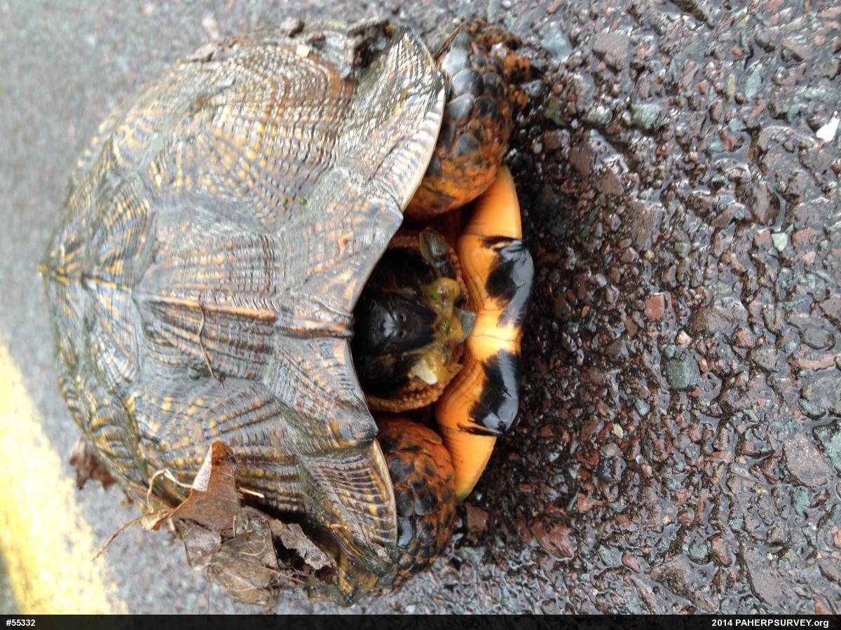 Wood Turtle