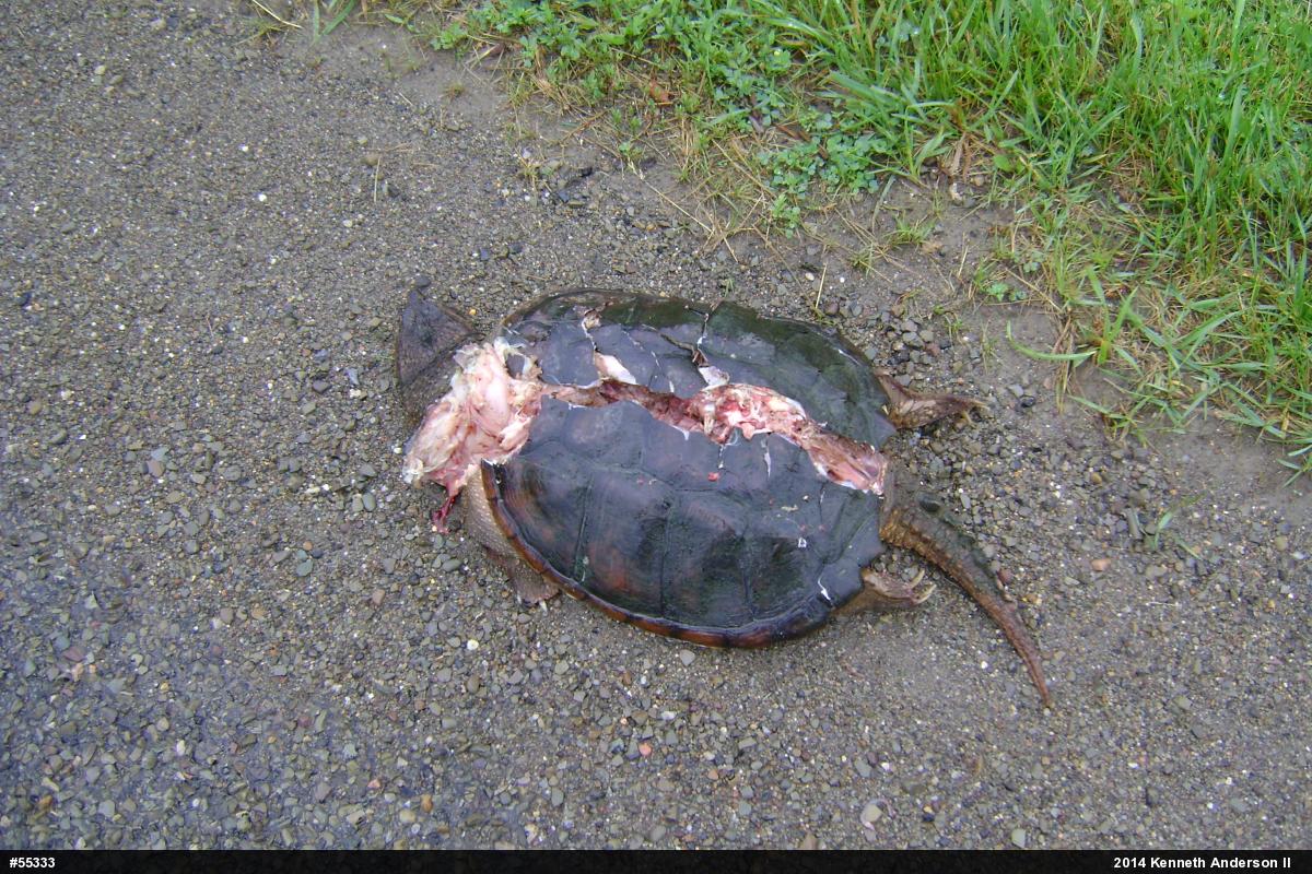 Snapping Turtle