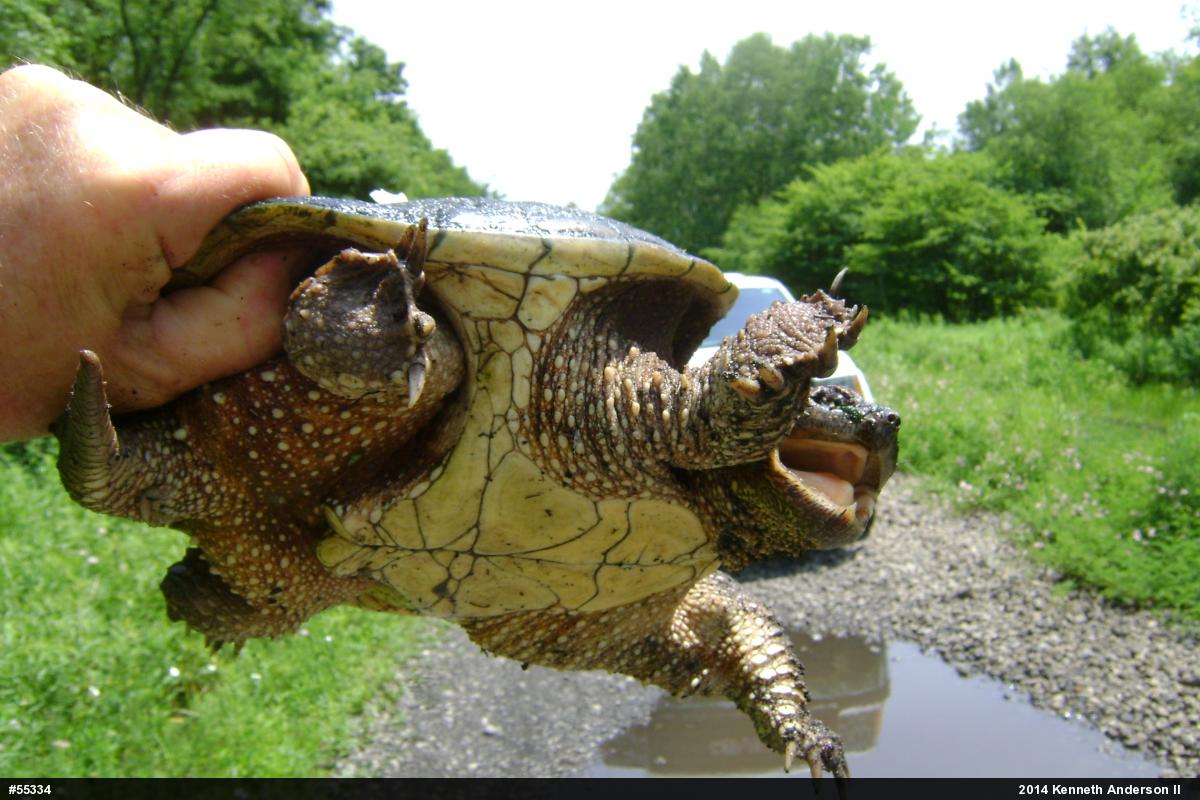 Snapping Turtle