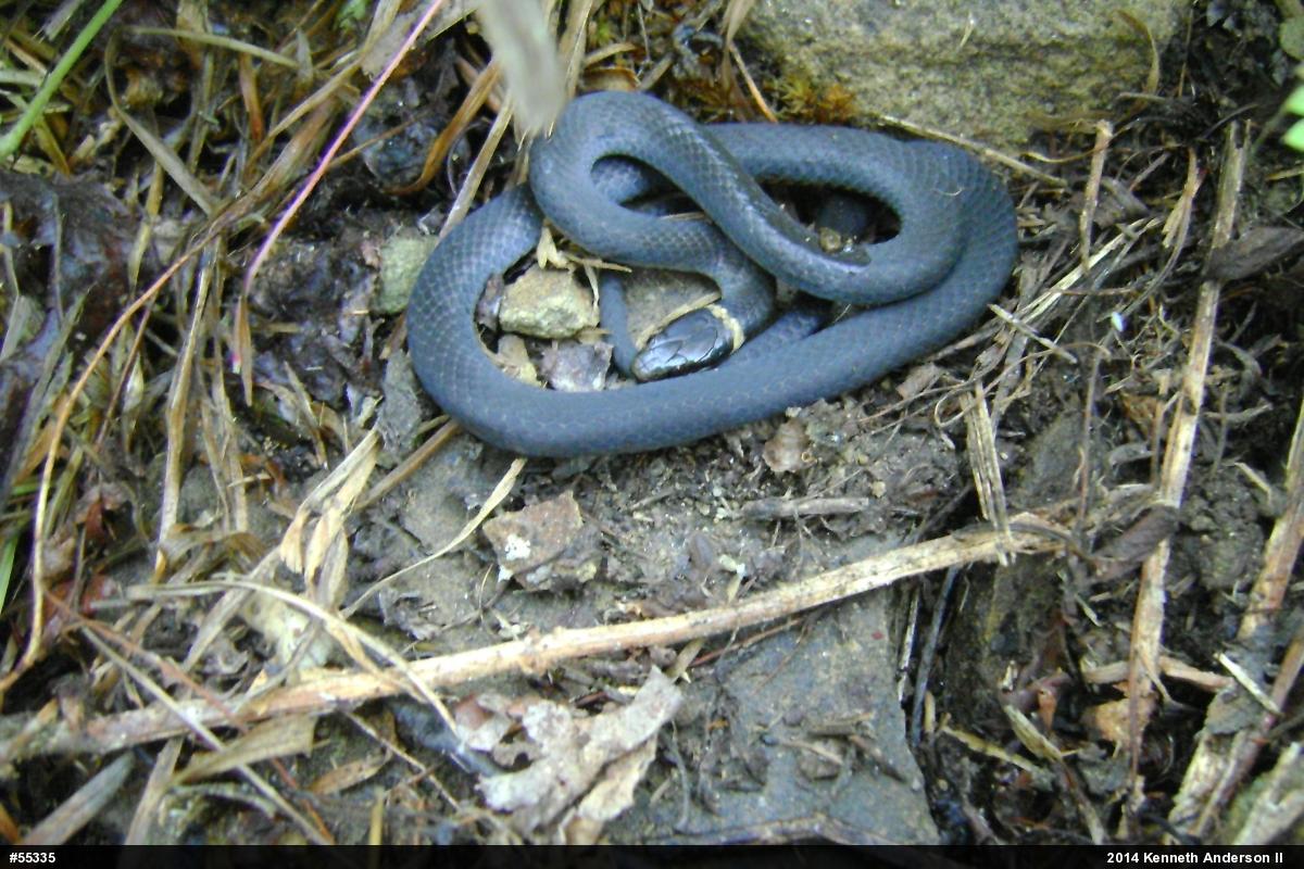 Northern Ring-necked Snake