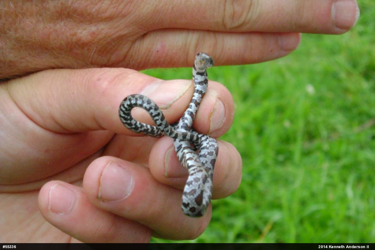 Eastern Milksnake