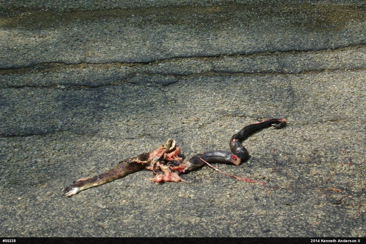 Eastern Ratsnake