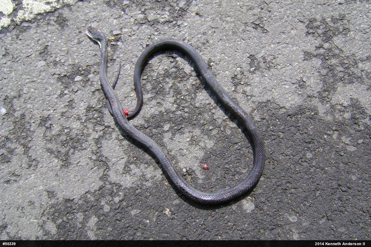 Eastern Ratsnake