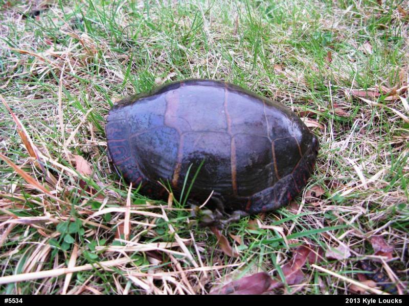 Eastern Painted Turtle