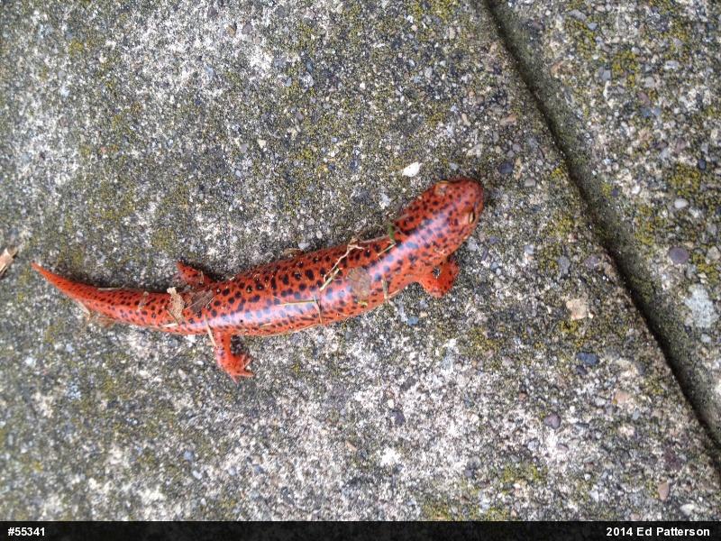 Northern Red Salamander