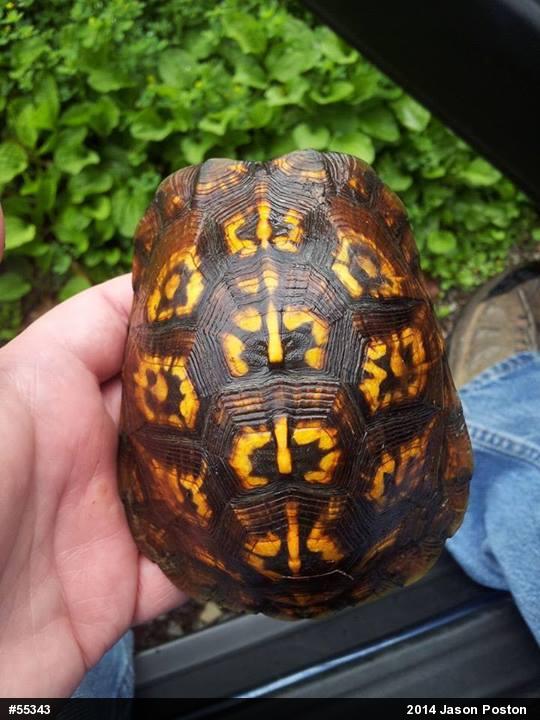 Eastern Box Turtle