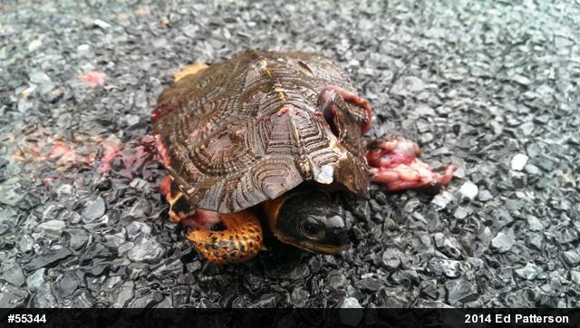 Wood Turtle