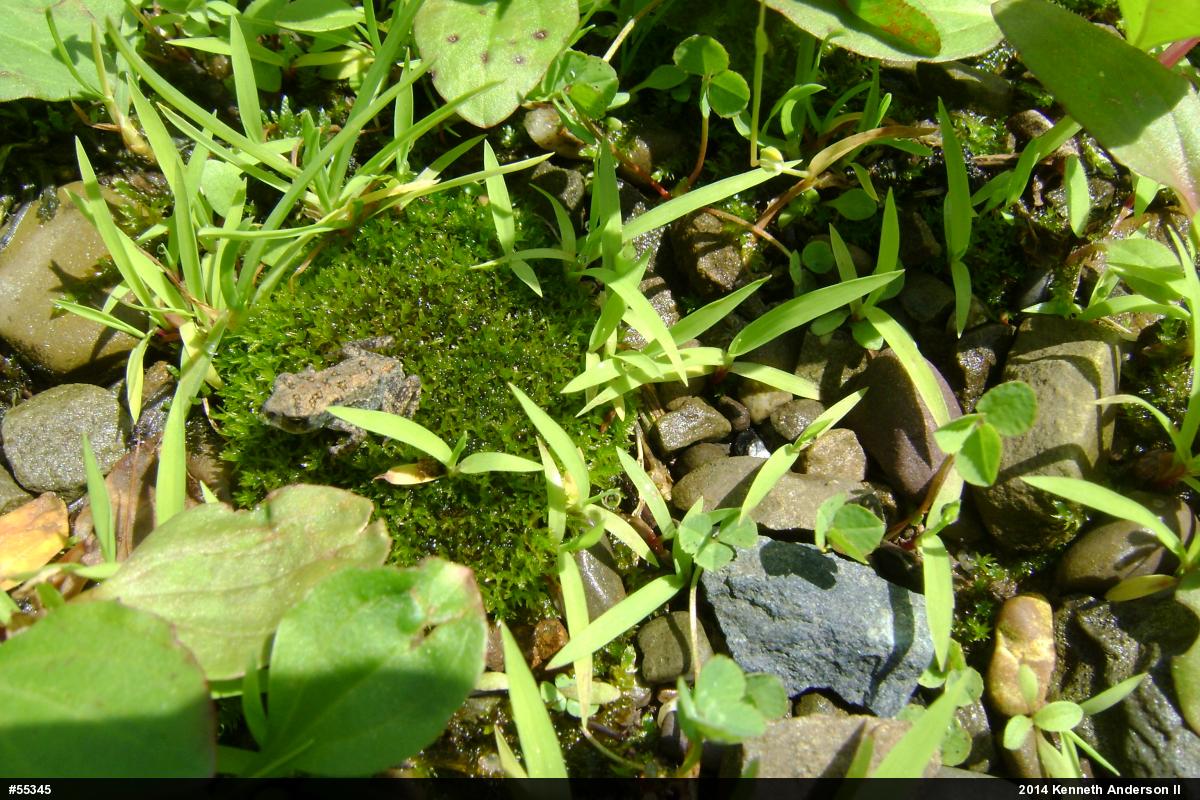 True Toads