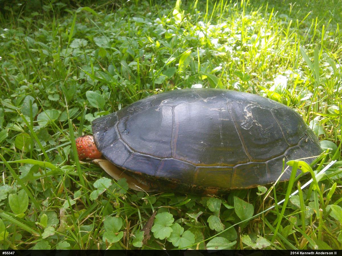 Midland Painted Turtle