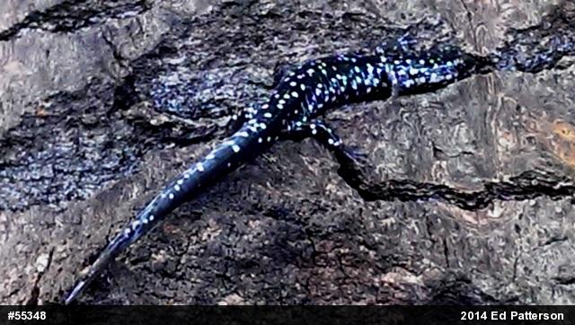 Northern Slimy Salamander