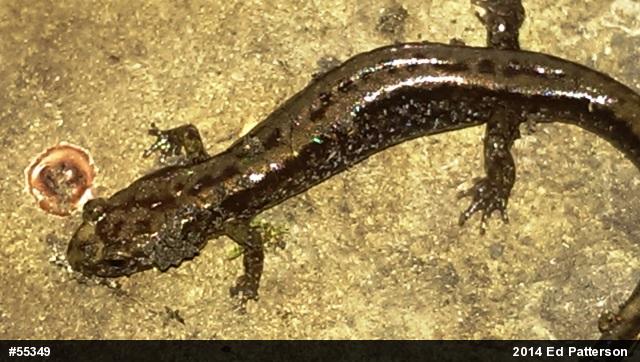 Allegheny Mountain Dusky Salamander