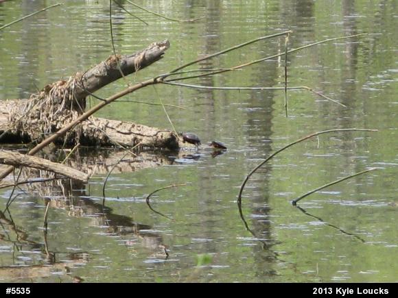 Painted Turtles