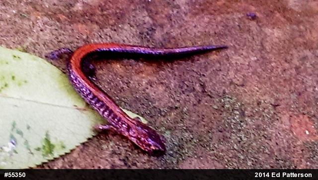 Eastern Red-backed  Salamander