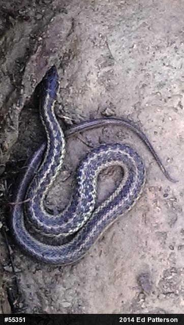 Eastern Gartersnake