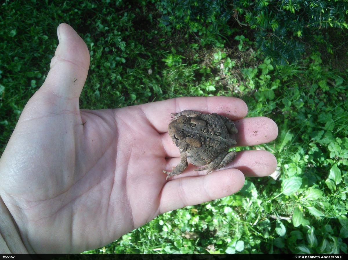 Eastern American Toad