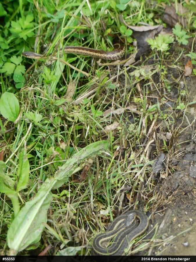 Eastern Gartersnake