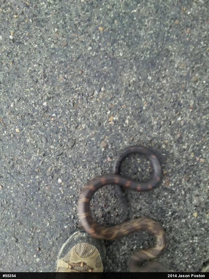 Eastern Ratsnake