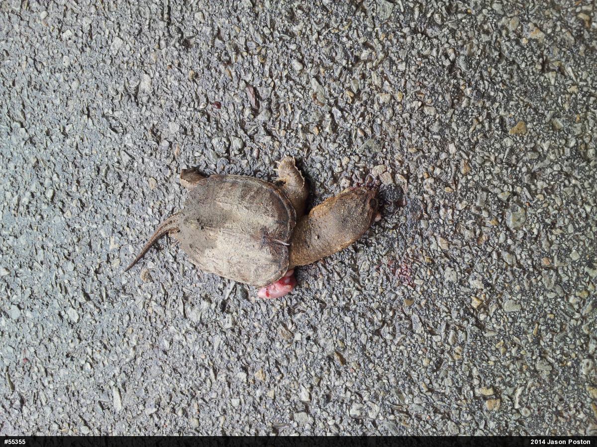 Snapping Turtle