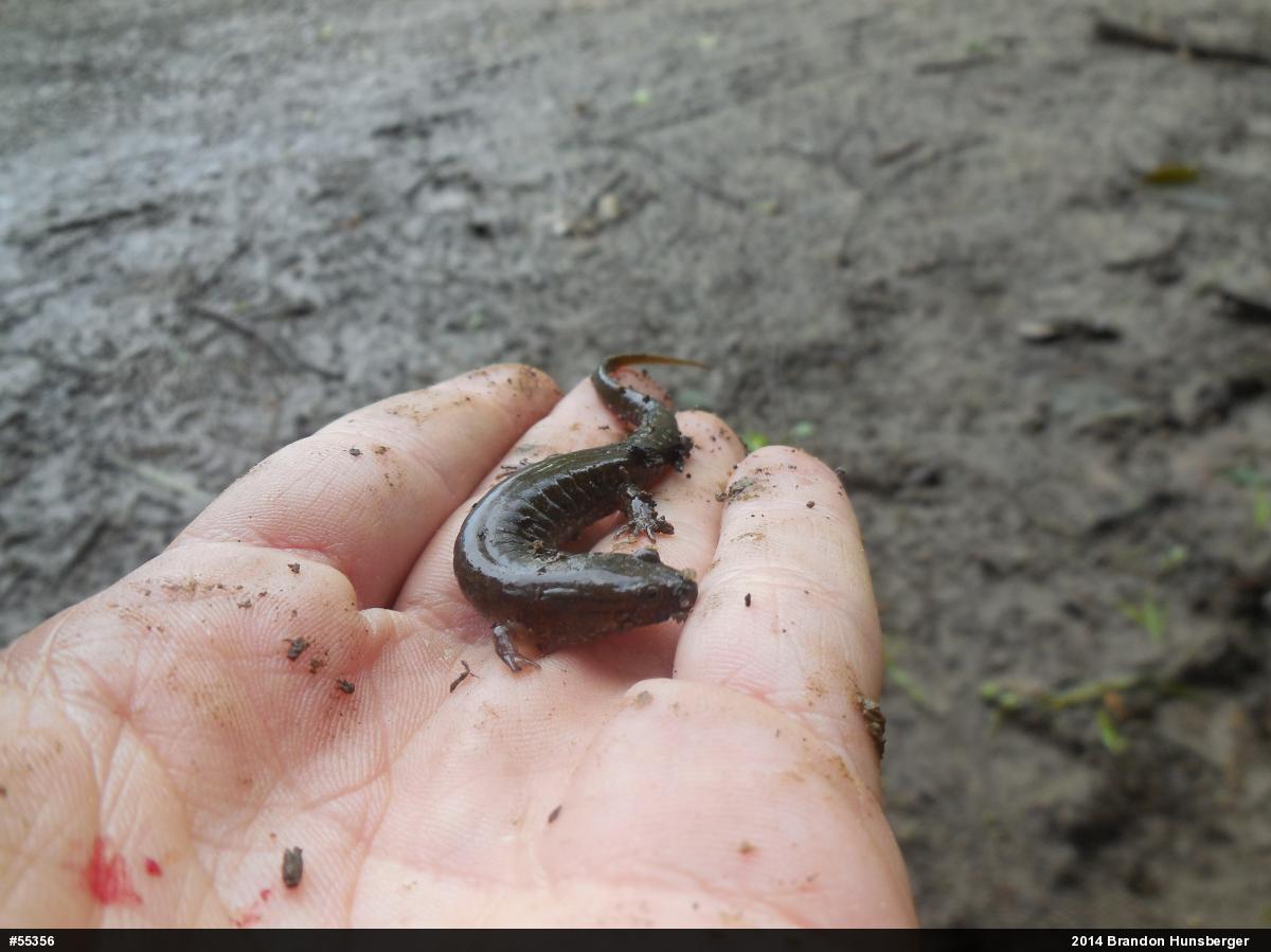 Northern Dusky Salamander