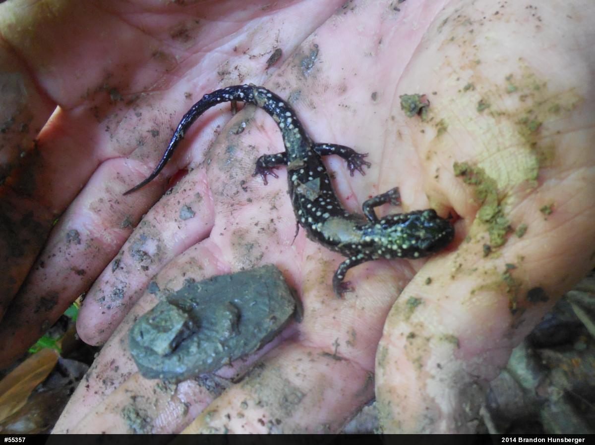 Northern Slimy Salamander