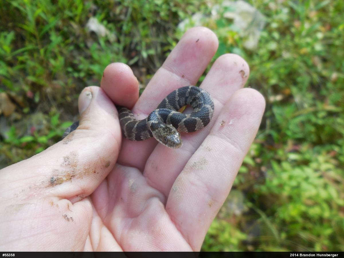 Northern Watersnake