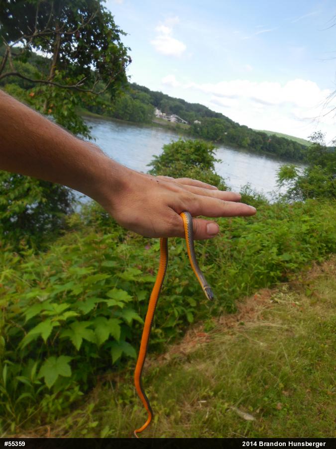 Northern Ring-necked Snake
