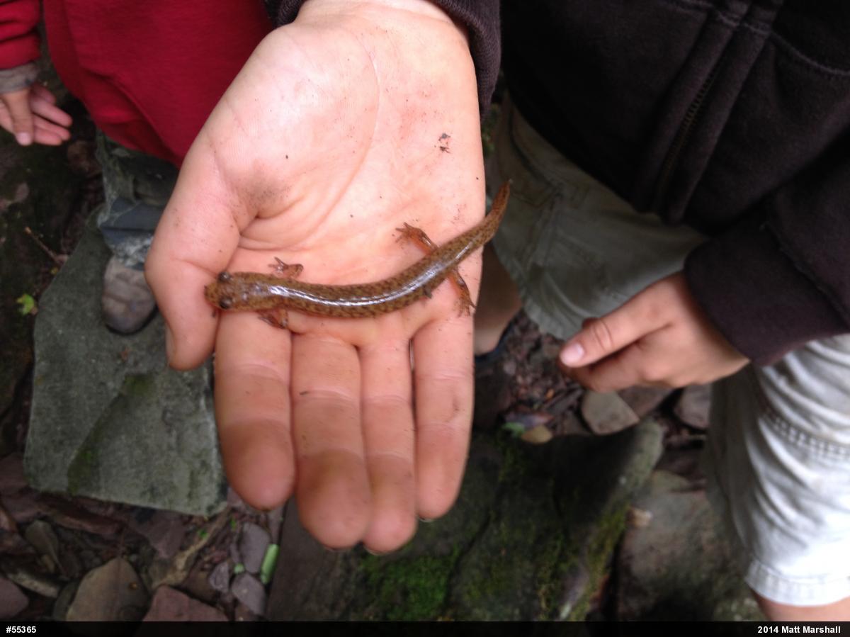 Northern Spring Salamander
