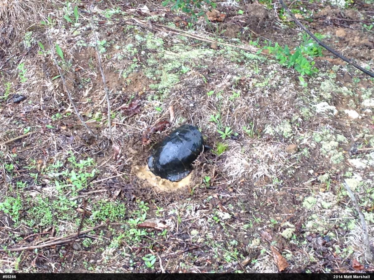 Painted Turtle