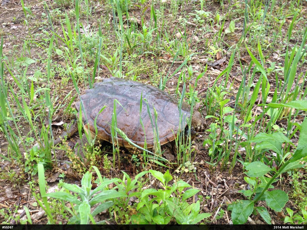 Snapping Turtle